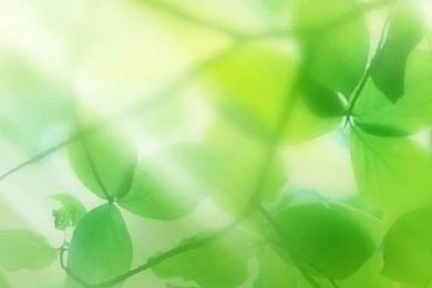 Green Leaves And Sun Ray iPhone 5s Wallpapers Download