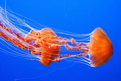 Jellyfish Underwater Picture Wallpapers