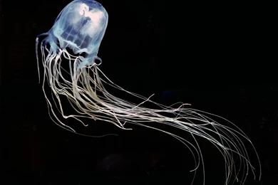 Box Jellyfish Size   Wallpaper.
