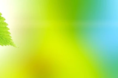 Green Leaves 30496   Flowers And Leaves   Flowers