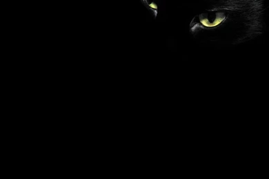 10 Animals Wallpaper, Desktop, Background, Black Cat Eyes 1024x768 ...