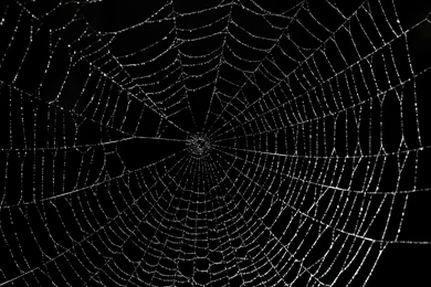 Large Spider Web 8147