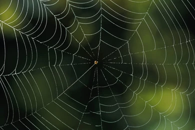 Spider Web Backgrounds Wallpapers
