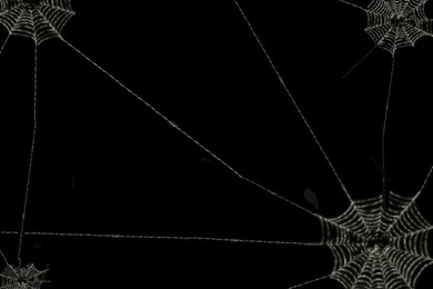 Web Wallpapers ~ Toptenpack.com