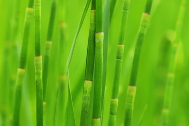 Green Reed Grass Mac Wallpapers Download