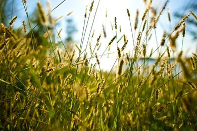 Grass Photography   1335798