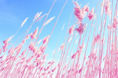 1920x1080 Pink Reed Wallpapers