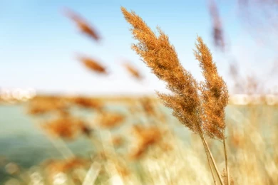 Reed   Wallpapers By Jsz On DeviantArt