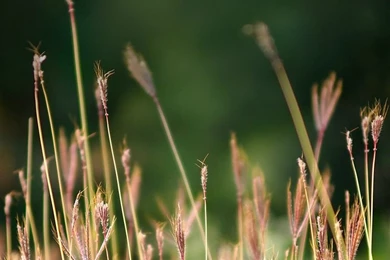 Reed iPhone 5s Wallpapers