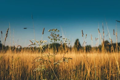 Autumn iPad Wallpapers