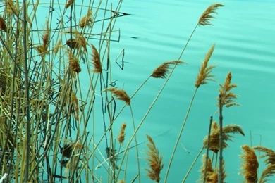 Lake Reed HD Desktop Wallpapers : High Definition : Fullscreen : Mobile