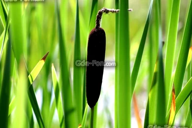 3953_trava_zelenyj_rogoz_kamysh_1920x1440_www.Gde Fon.com.jpg