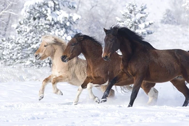 Pictures Of Horses Running   Wallpapers HD Wide