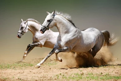 White Horses Running Fast Wallpapers