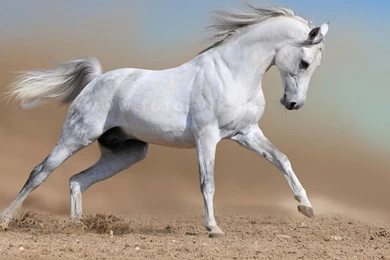 White Horses Running   Wallpaper.