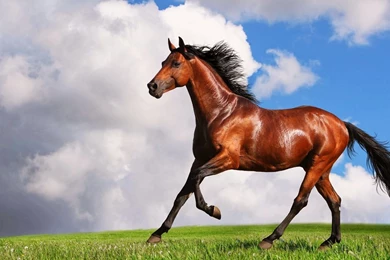 Best Horse HD Wallpapers,