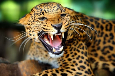 Wild Animal HD Wallpapers