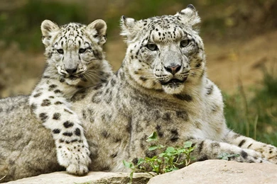 Beautiful Animal Pictures Wallpapers