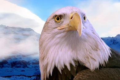 Baldeagle Mountain Wallpapers Photo And Wallpaper. All Baldeagle ...