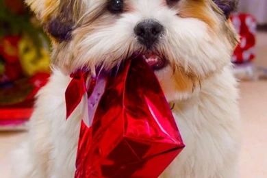 Cute Dog Christmas HD Desktop Wallpapers : High Definition ...