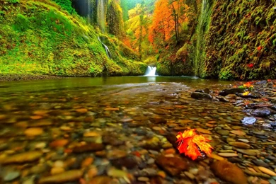 Peaceful River In The Forest Wallpapers