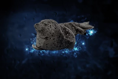 Seals, Blue, Water, Badass, Animals Wallpapers HD