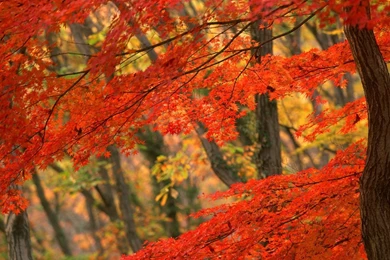 Fall Desktop Wallpapers   Wallpapers Cave