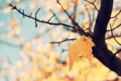Pic > Cute Fall Backgrounds Tumblr