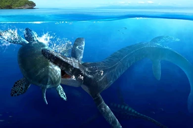 Underwater Photos Of Using Animated Wallpapers For XP Free Download ...