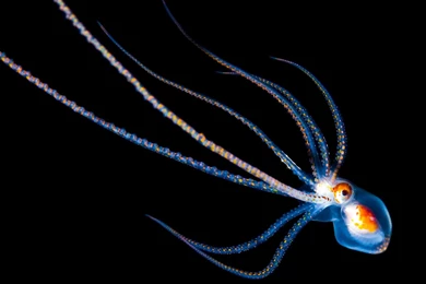 3d Animated Wallpapers For Mobile Free Download 63   3D Art Design ...