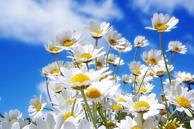 HD Wallpapers For Windows 7 Download Backgrounds Desktop ...