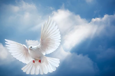 Wild Animal Wallpapers, Cool Pets, Desktop Images, Cute Animals ...