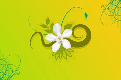 Jasmine Flower HD Wallpapers