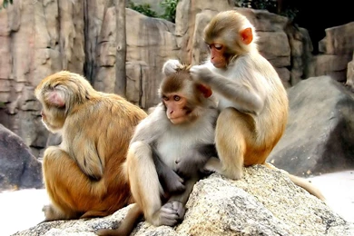 Most 10 Beautiful Animals Latest HD Wallpapers 2013