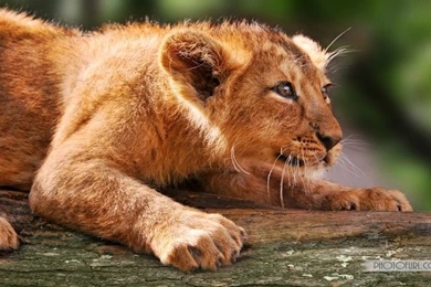 Latest Animal Computer Desktop Wallpapers And Backgrounds