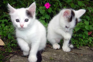 Desktop Backgrounds Animals   All Wallpapers New