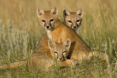 Animals Latest Wallpapers   Download Free Animals Latest Baby ...