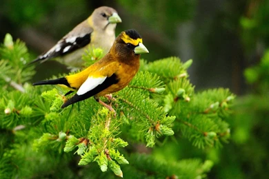 Latest HD Animal Wallpapers Free Download   HD Wallpapers Inx