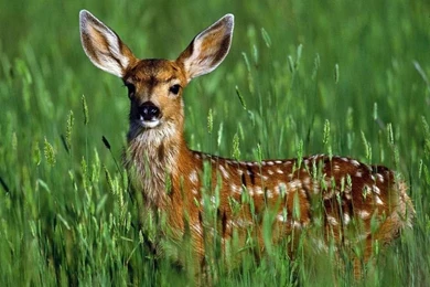 Download Free Wallpapers: Wild Animals Wallpapers