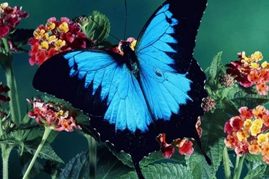 HD Wallpapers Free Stock: April 2012