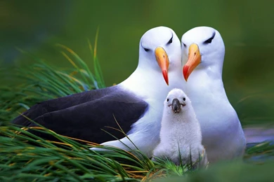 Most 10 Beautiful Birds Latest HD Wallpapers 2013