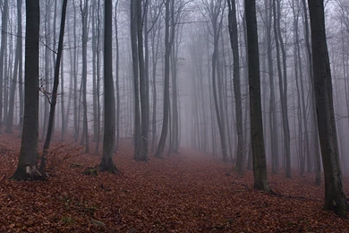 Woodland   Wallpaper.