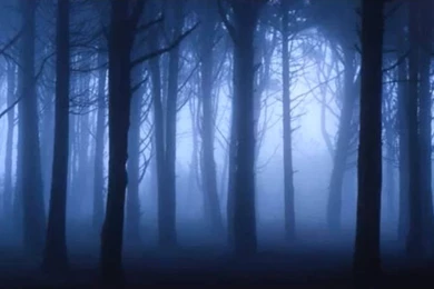 Dark Woodland Night Wallpapers   Sesshyswind Photo (26857190 ...