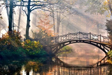 Woodland footbridge wallpaper windows 8.jpg