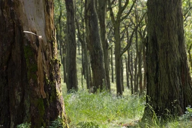 Woodland Glade Desktop Wallpapers