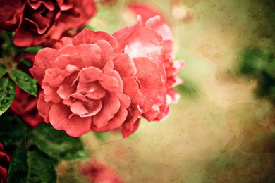 Flower Bokeh Images And Wallpapers Download