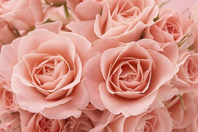 The Pink Roses Wallpapers,Flowers Wallpapers & Pictures Free Download