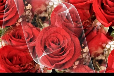 Wallpapers Of Red Roses Roses Wallpapers (9429241) Fanpop