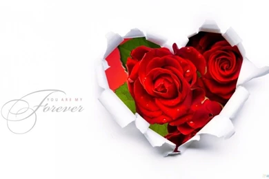 Valentine Day Rose Wallpapers HD   Valentines Day Gallery 2016