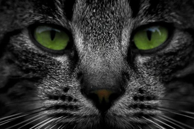 Cat With Green Eyes Top Images Wallpapers 5095 Hd Wallpapers ...